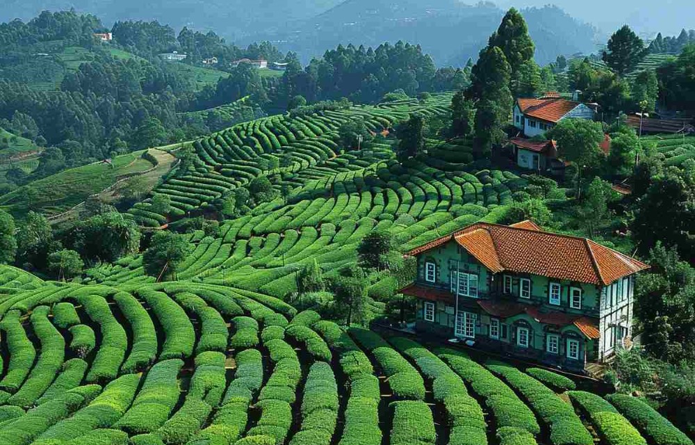 Ooty