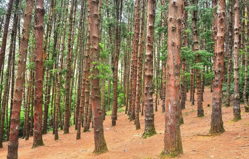 Pine Forest